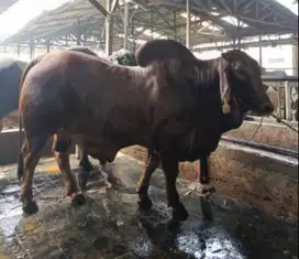 paket sapi qurban sapi Brahma 500kiloan terima beres potong cuci cacah