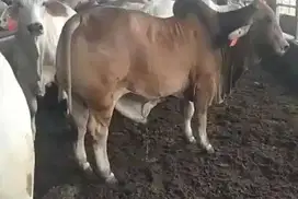 paket sapi qurban australia 500kiloan terima beres potong cuci cacah