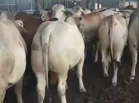 paket qurban sapi australia 500kilo terima beres tinggal kirim2