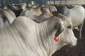 paketan sapi qurban australi 500kiloan terima beres tinggal distribusi