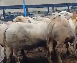 paketan terima beres sapi qurban australia 500kilo siap distribusikan