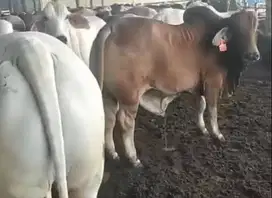 paketan terima beres sapi qurban australia 500kilo siap distribusikan