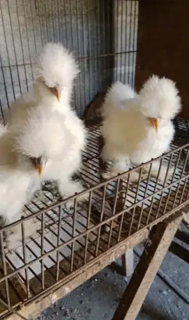 Ayam hias American Silky