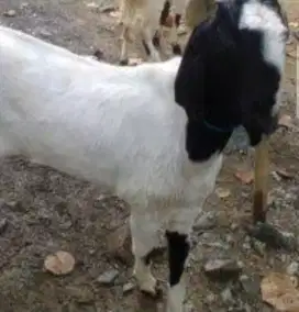 Kambing qurban etawa