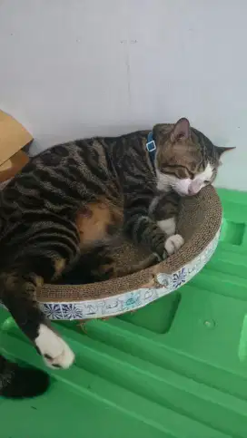 Kucing bengaall mirip bobi kertanegara