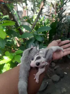 SUGAR GLIDER JOEY MOZAIK SEPASANG JINAK.
