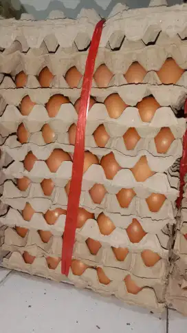 TELUR FARM FRESSSSS