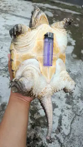 Kura kura CST  sehat makan Lancar