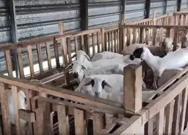 domba betina 25kiloan 2 jutaan siap potong akikahan nazar sedekahan ok
