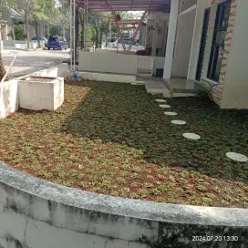 Tukang taman tanaman hias