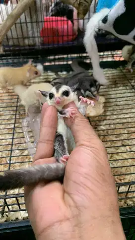Sugar glider WF jinak
