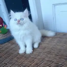 Kucing Persia Medium White Solid 2