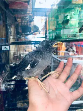 Burung jalak kebo