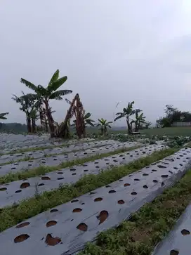 di jual lahan view keren di megamendung