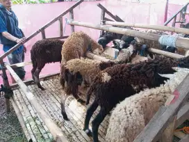 Jual hewan kurban sapi dan domba