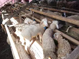 Jual hewan qurban sapi dan domba : Domba Kelas B1