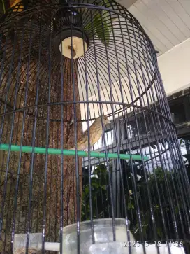 Jual burung kenari x blackthroat