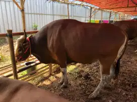 Sapi Bima kurban