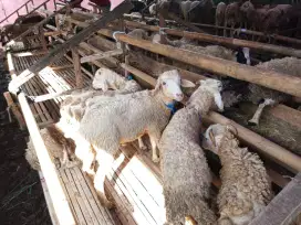 Jual Hewan Qurban Sapi dan Domba Kota Bandung