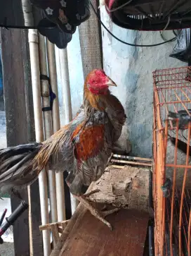 Ayam Birma  telor biru