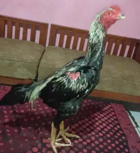 Ayam Bangkok jalak muda