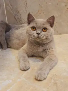 Kucing BSH lucu imut
