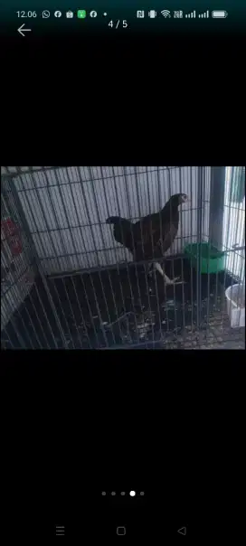 Dijual ayam hutan ORI Lombok