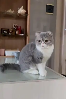 Kucing scotish fold BSH British short hair  be color