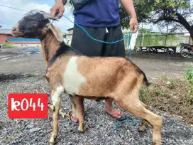 Jual Hewan Kurban Sapi dan Kambing sehat berkualitas