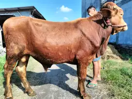Jual Sapi kurban Limosin berkualitas Sertifikat sehat
