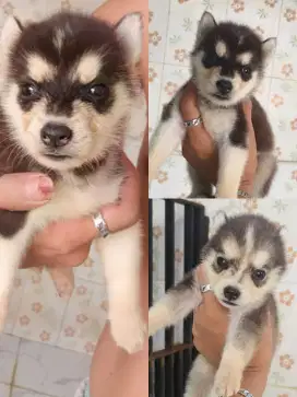 Siberian Husky Pupy