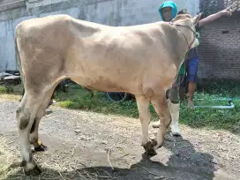 Jual Sapi dan Kambing Kurban sedati
