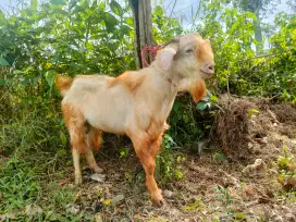 Jual kambing qurban