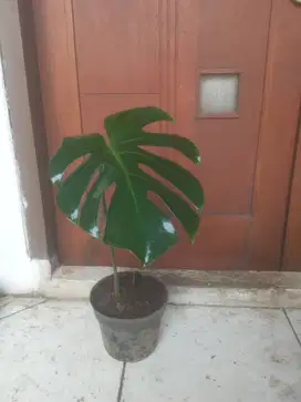Monstera Deliciousa Usia Anak
