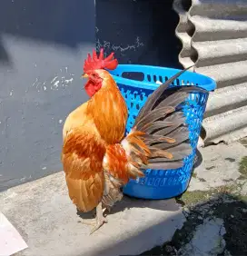 Ayam serama jantan