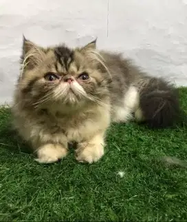 Kucing Persia peaknose kitten betina 3 bulan