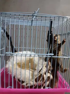 sugar glider Classic grey + kandang