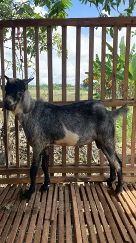 Jual Kambing Qurban Semua Harga