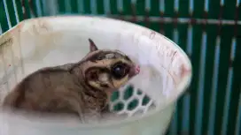 Sugar Glider Grey het Creamino Jantan