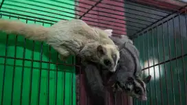 Sugar Glider Mozaik x Grey