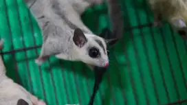 Sugar Glider Mozaik White Face