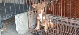 Chihuahua Jantan