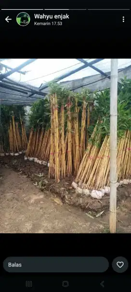 bambu panda dan tanaman hias