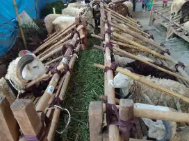 Dijual Hewan Qurban (Domba+Sapi)