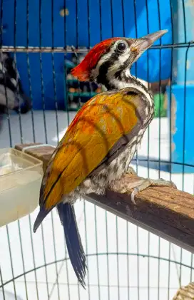 burung pelatuk kaki 3 jinak total