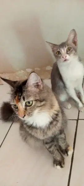 SHORT FOOT PUSSY CAT AND GREY SOLID KITTEN