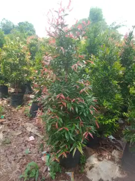 pucuk merah dan tanaman hias