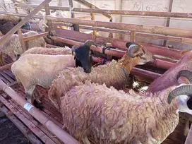 Hewan Qurban: Sapi & Domba - Babakan Sari Kiaracondong,  Kota Bandung
