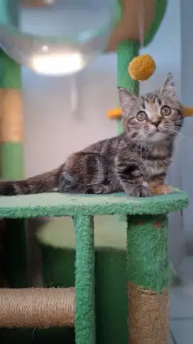 Kucing Kitten British Munchkin Super Cebol