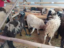 Jual Hewan Qurban (Domba), Kiaracondong, Kota Bandung